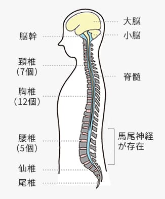 脊髄の図